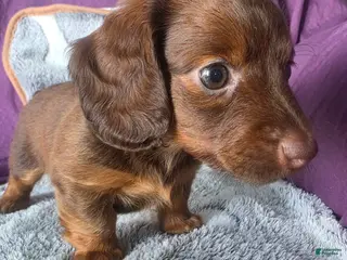 Miniature Dachshund dogs for sale: Cloe - Ad 3