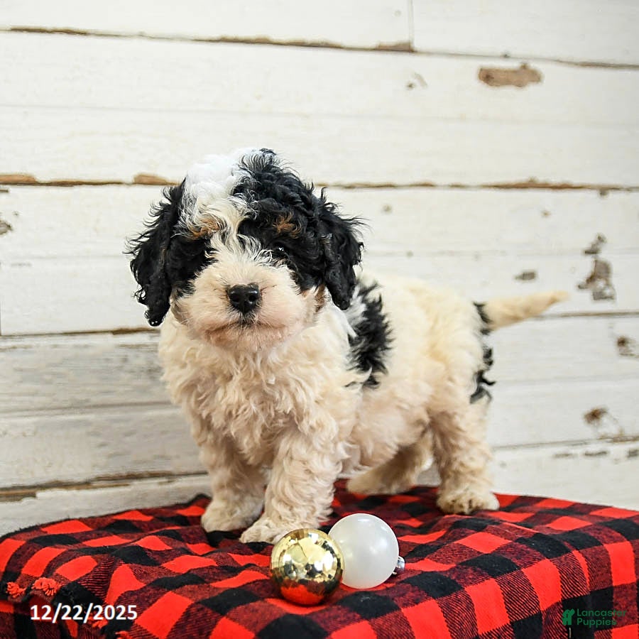 Mini Bernedoodle dogs Cannoli - Ad 26