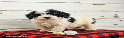 Mini Bernedoodle dogs for sale: Cannoli - Ad 1