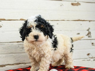 Mini Bernedoodle dogs Cannoli - Ad 26