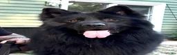 German Shepherd dogs for sale: Ranger - Ad 8