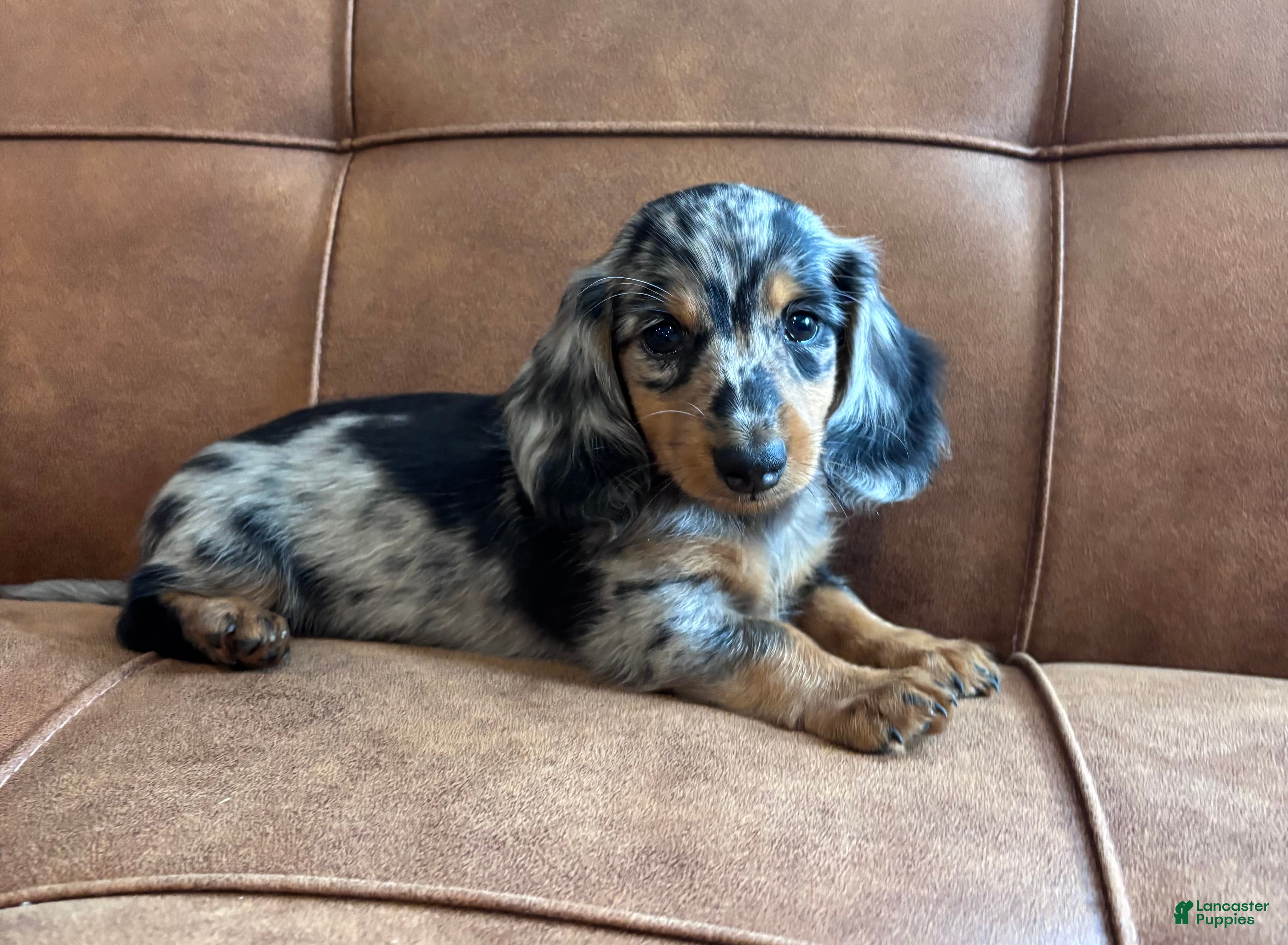 Miniature Dachshund dogs Sebastian - Ad 1