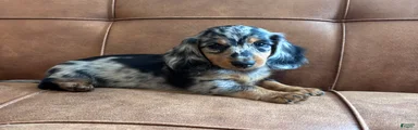 Sebastian