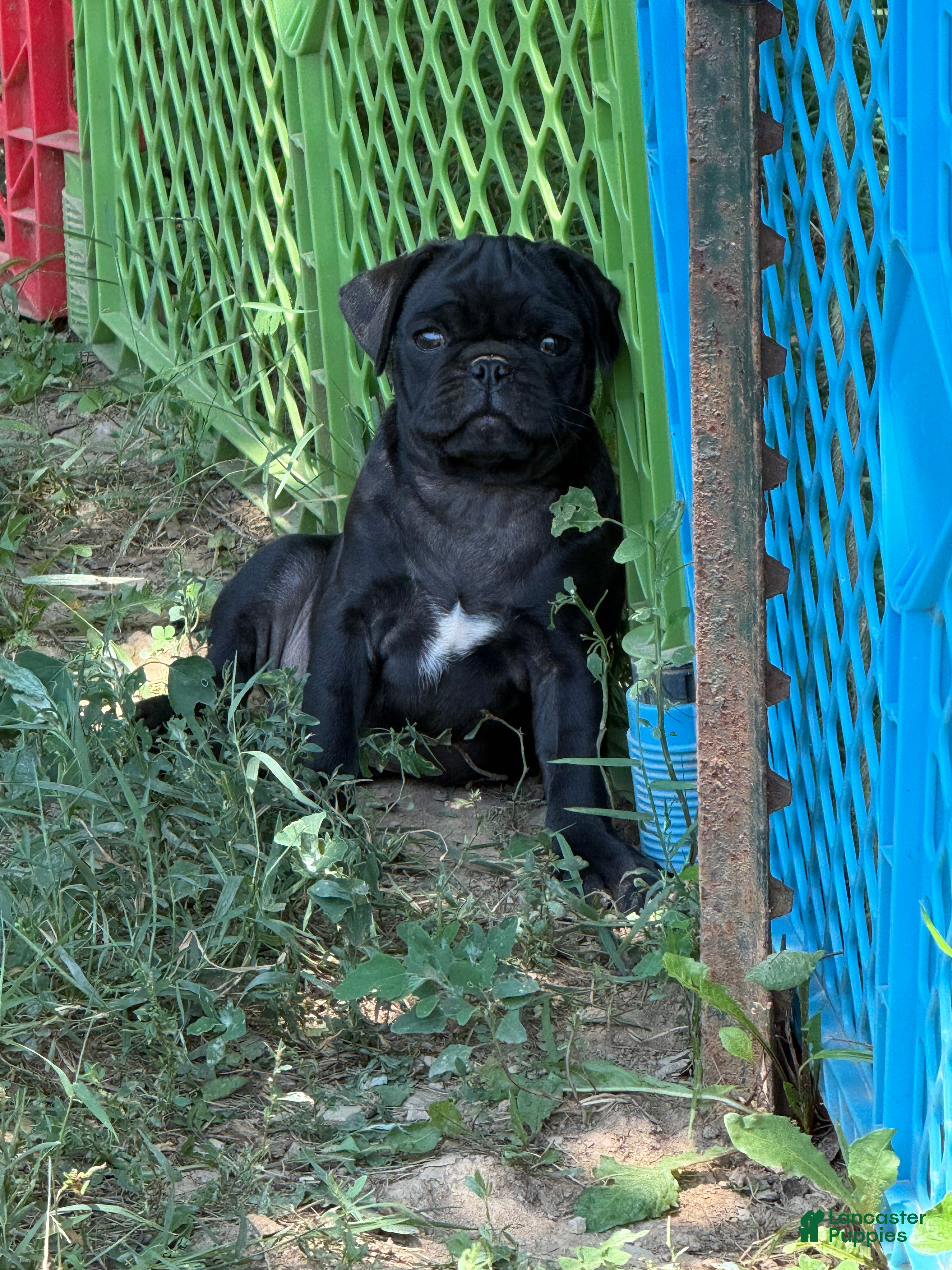 Pug dogs Pete - Ad 7
