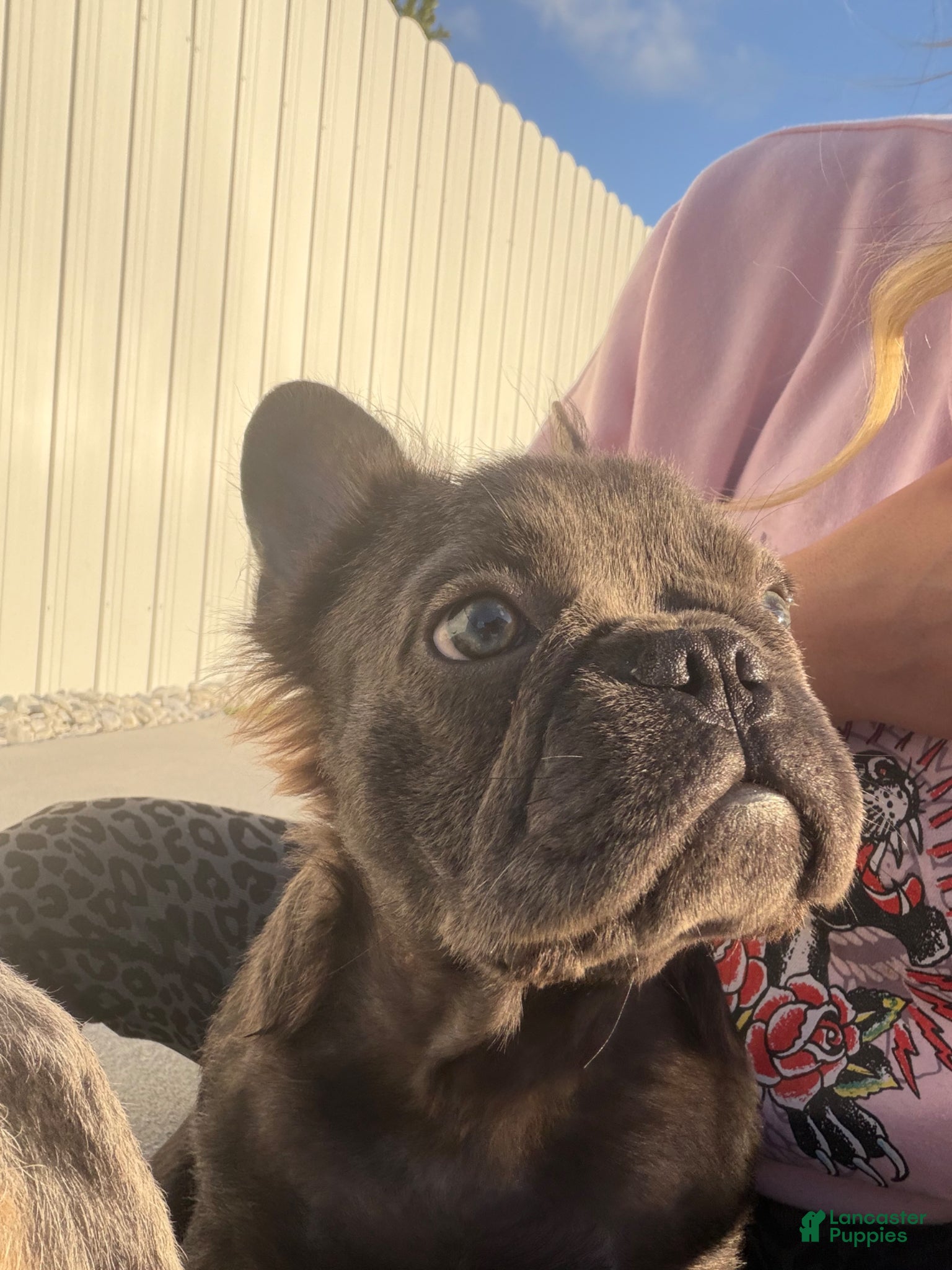 French Bulldog dogs French Bulldog Puppy 4 - Ad 2