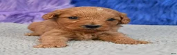 Cavapoo dogs for sale: Cavapoo 6 - Ad 7