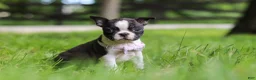 Boston Terrier dogs for sale: Delilah - Ad 7
