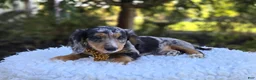Miniature Dachshund dogs for sale: Trickster - Ad 7