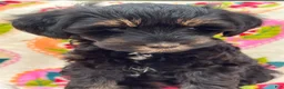 Miniature Schnauzer dogs for sale: Stetson - Ad 2