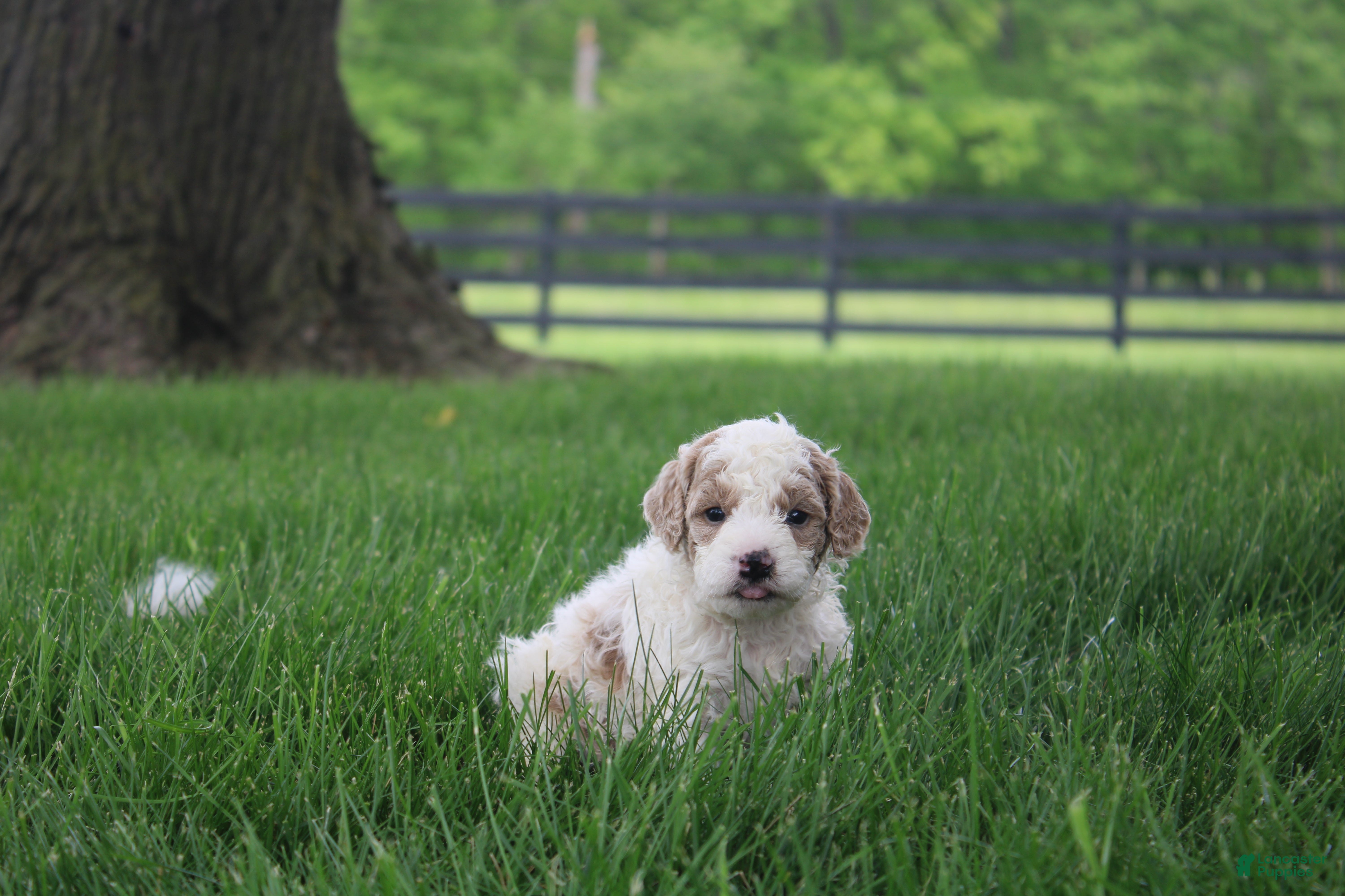 Mini Goldendoodle dogs Rose - Ad 1