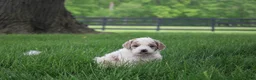 Mini Goldendoodle dogs for sale: Rose - Ad 1