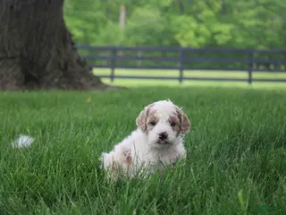 Mini Goldendoodle dogs for sale: Rose - Ad 1