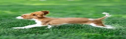 Cavalier King Charles Spaniel dogs for sale: Allen Cavalier King Charles Spaniel Puppy  - Ad 10
