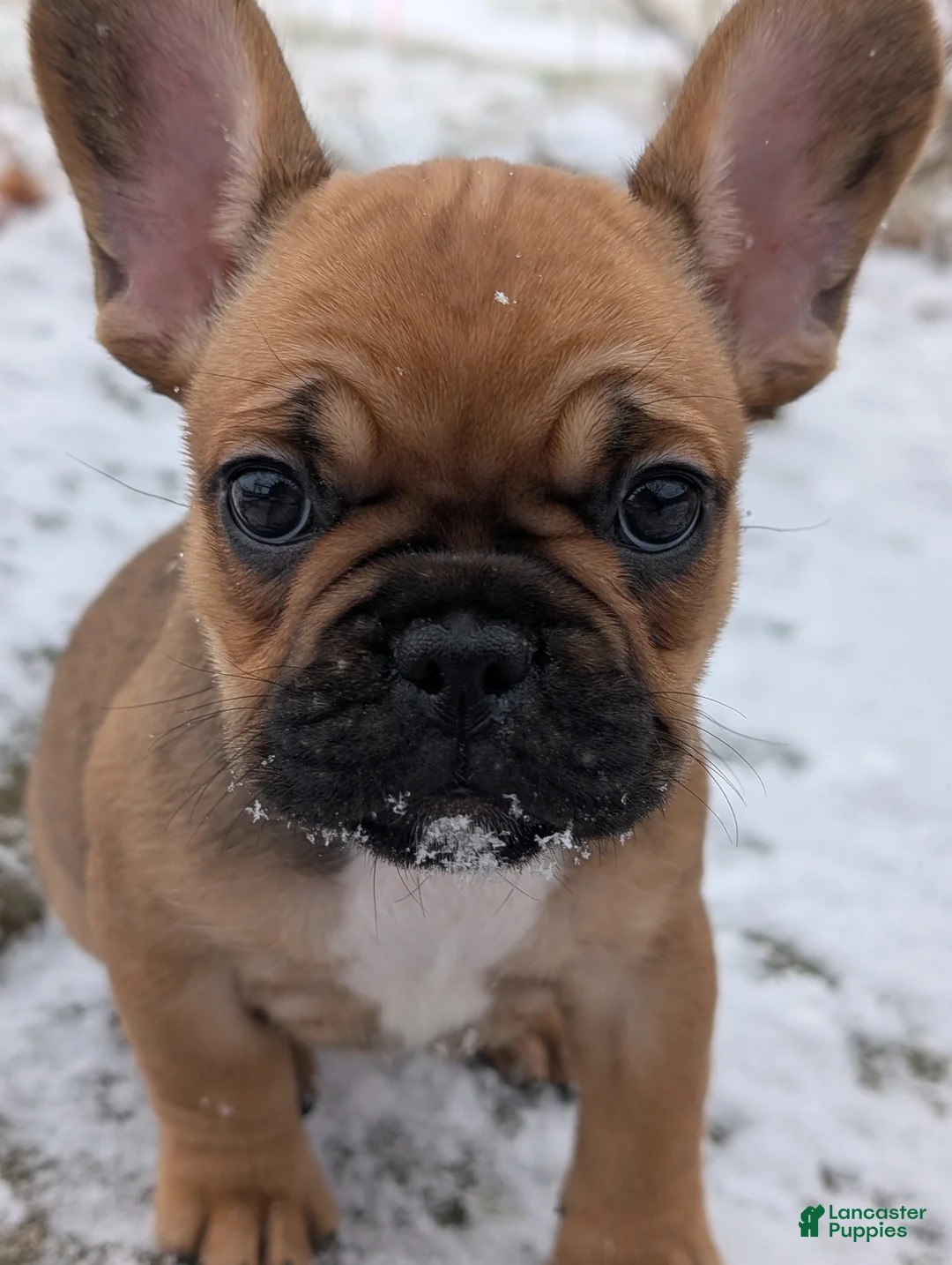 French Bulldog dogs for sale: Chocolate Obsession - Ad 1