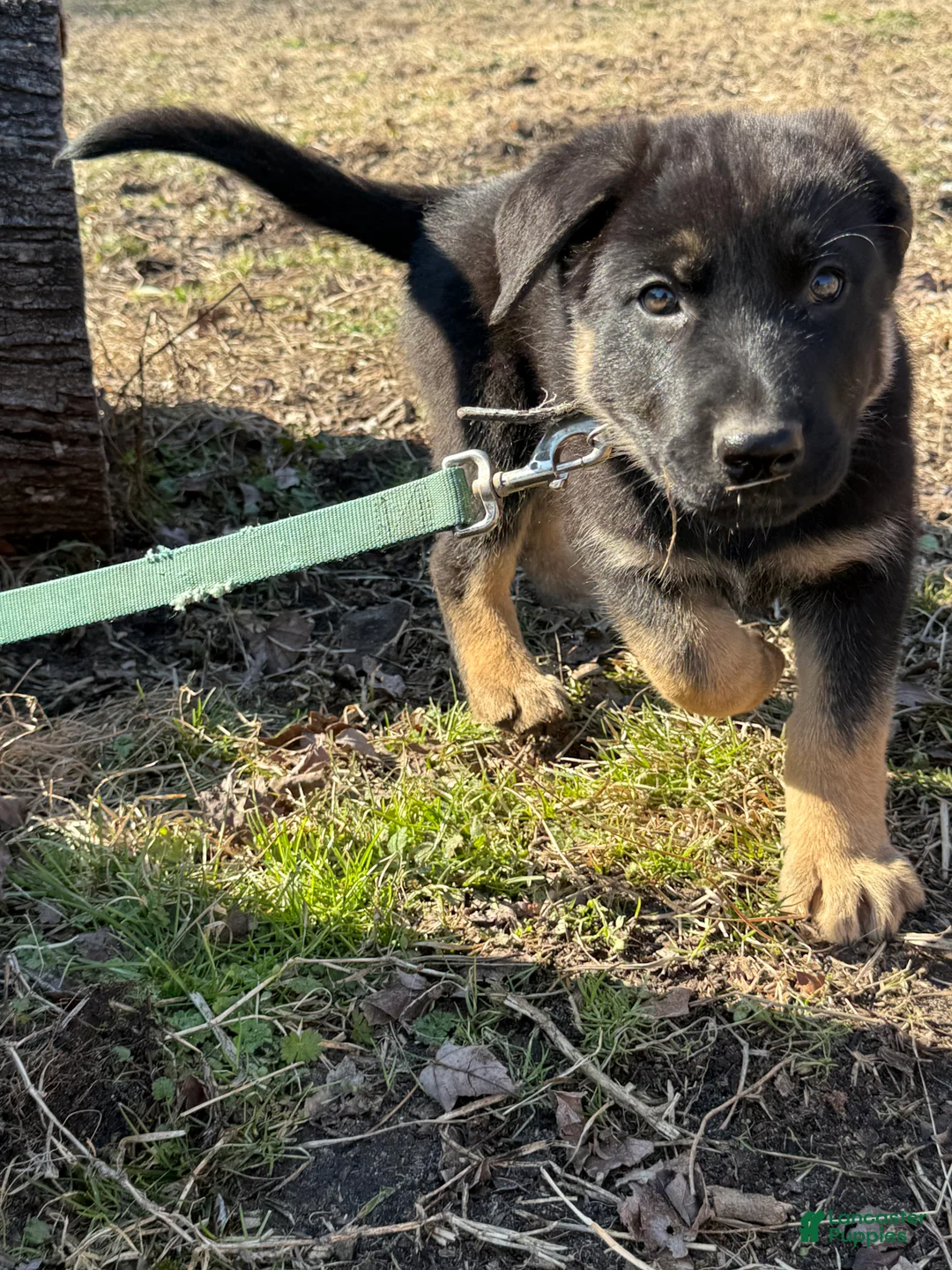 German Shepherd dogs for sale: Light blue - Ad 5