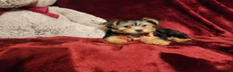 Yorkshire Terrier dogs for sale: CHLOE - Ad 7