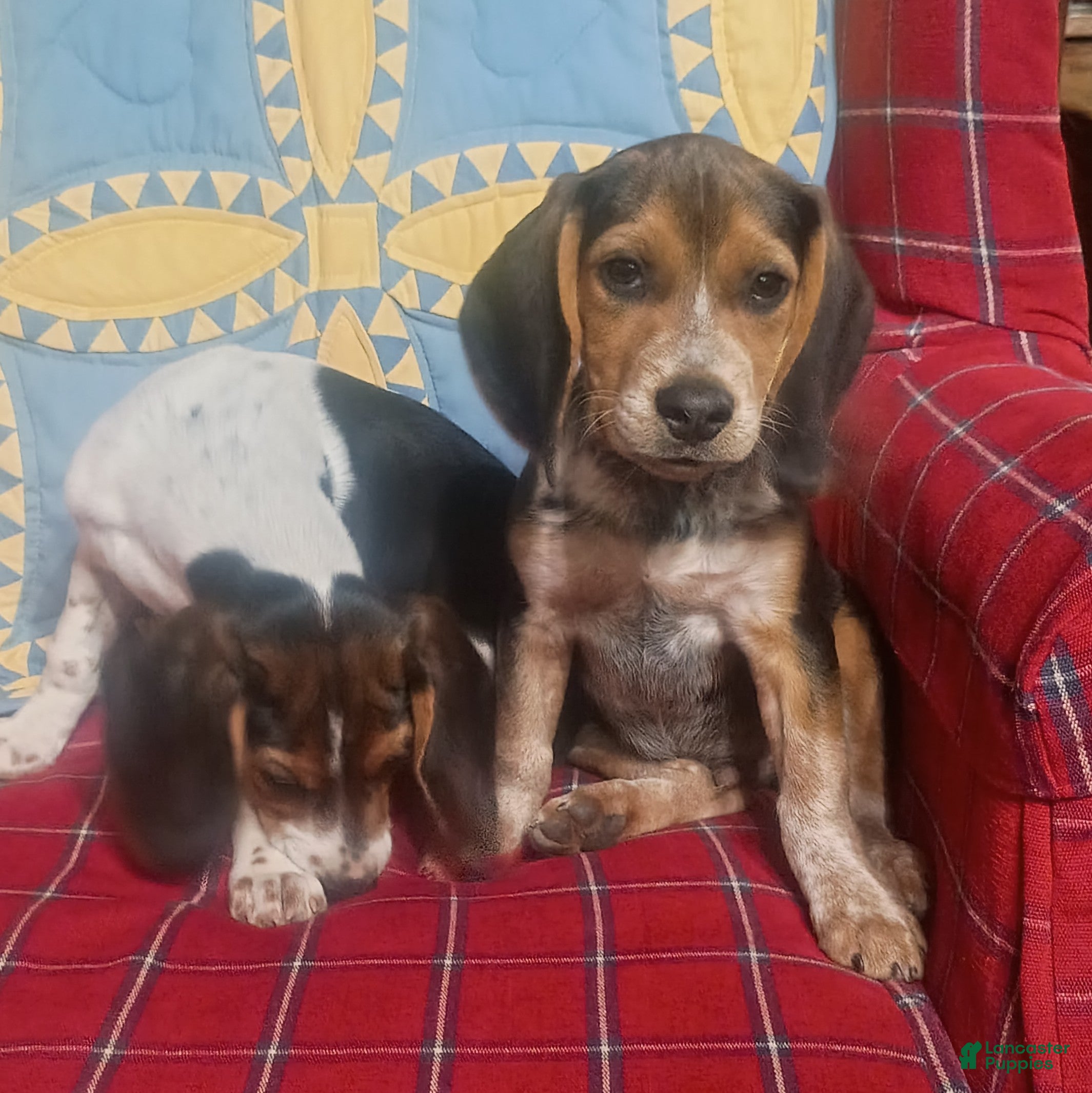Beagle dogs Obie - Ad 1