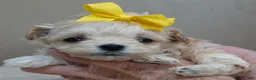 Maltipoo dogs for sale: Niko TEACUP 1 lb 2 ozs - Ad 7