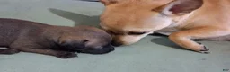 Chihuahua dogs for sale: Chihuahua 1 - Ad 8
