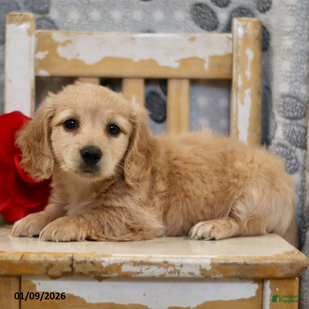 Miniature Dachshund dogs for sale: Preston - Ad 1