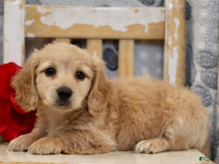 Miniature Dachshund dogs Preston - Ad 10