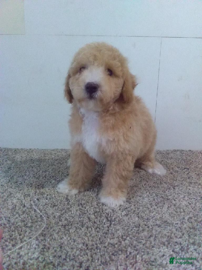 Maltipoo dogs Miles  - Ad 35