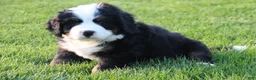 Bernese Mountain Dog dogs for sale: Teddy - Ad 3