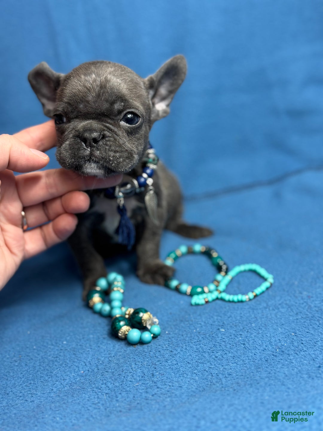 French Bulldog dogs for sale: Cookie - Ad 3