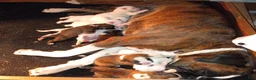 Boxer dogs for sale: Thyme - Ad 2