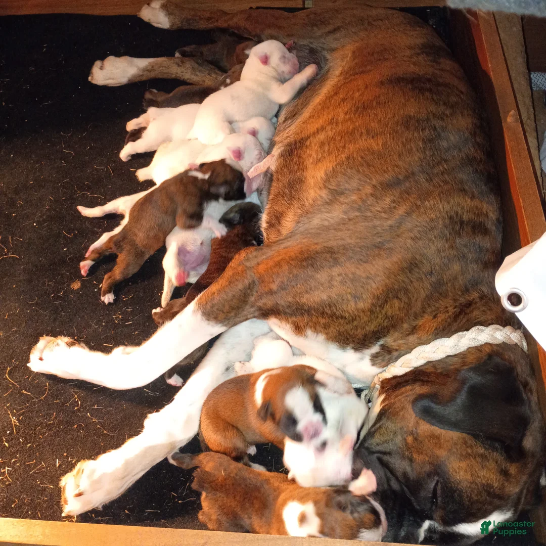 Boxer dogs for sale: Thyme - Ad 2