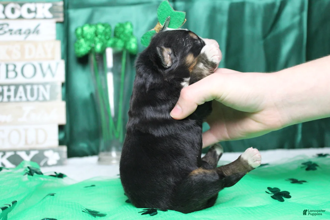 Bernese Mountain Dog dogs for sale: Natalie  - Ad 8