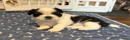 Shih Tzu dogs for sale: Baby Grogu - Ad 1