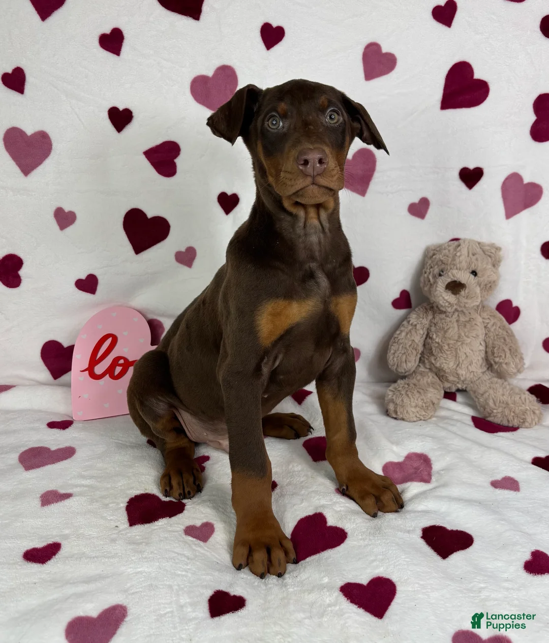 Doberman Pinscher dogs for sale: Diesel - Ad 1