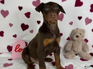 Doberman Pinscher dogs Diesel - Ad 23