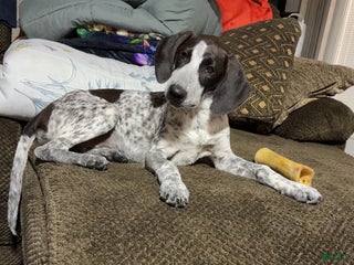 Coonhound dogs - Ad 6