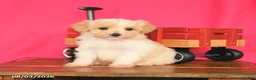 Maltipoo dogs for sale: Oliver - Ad 5