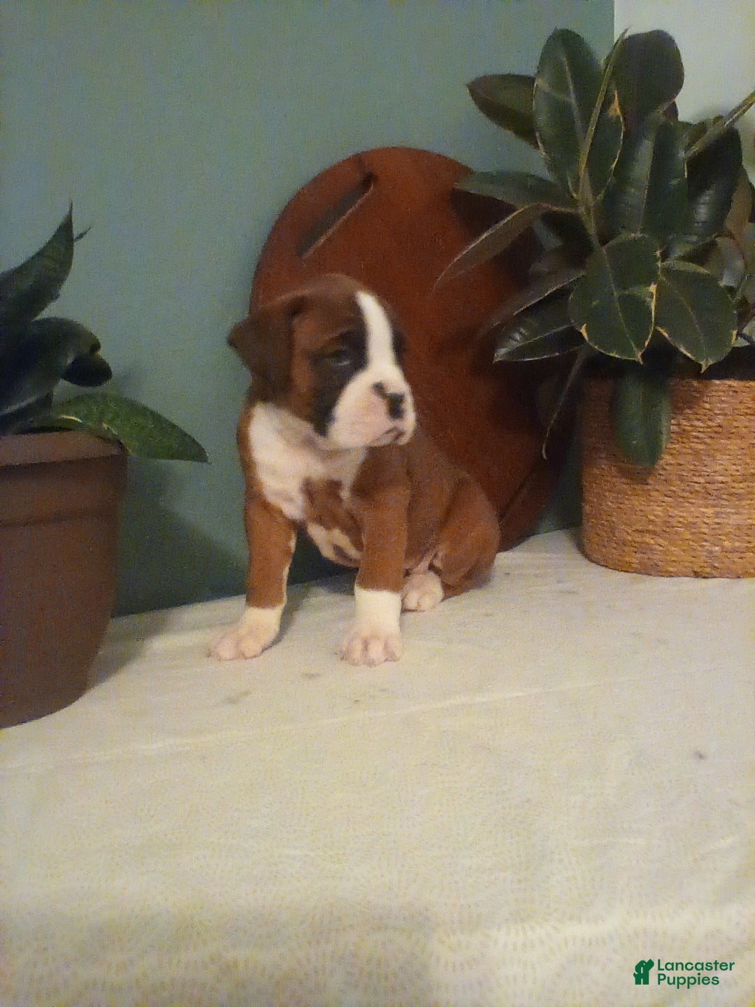 Boxer dogs for sale: Boxer Puppy 2 - Ad 4
