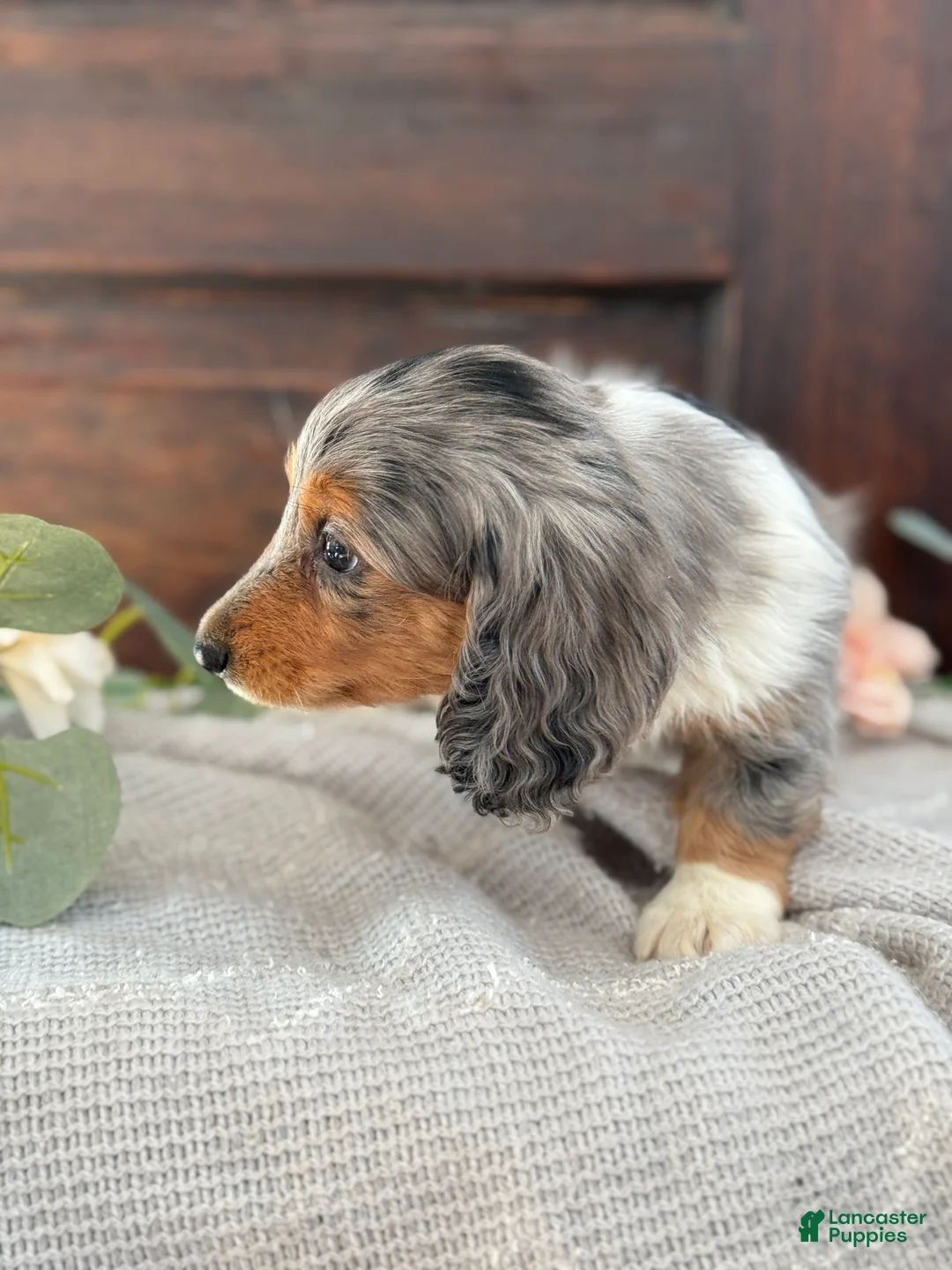 Miniature Dachshund dogs for sale: Murphy - Ad 2