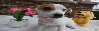 Jack Russell Terrier Puppy 1 Molly