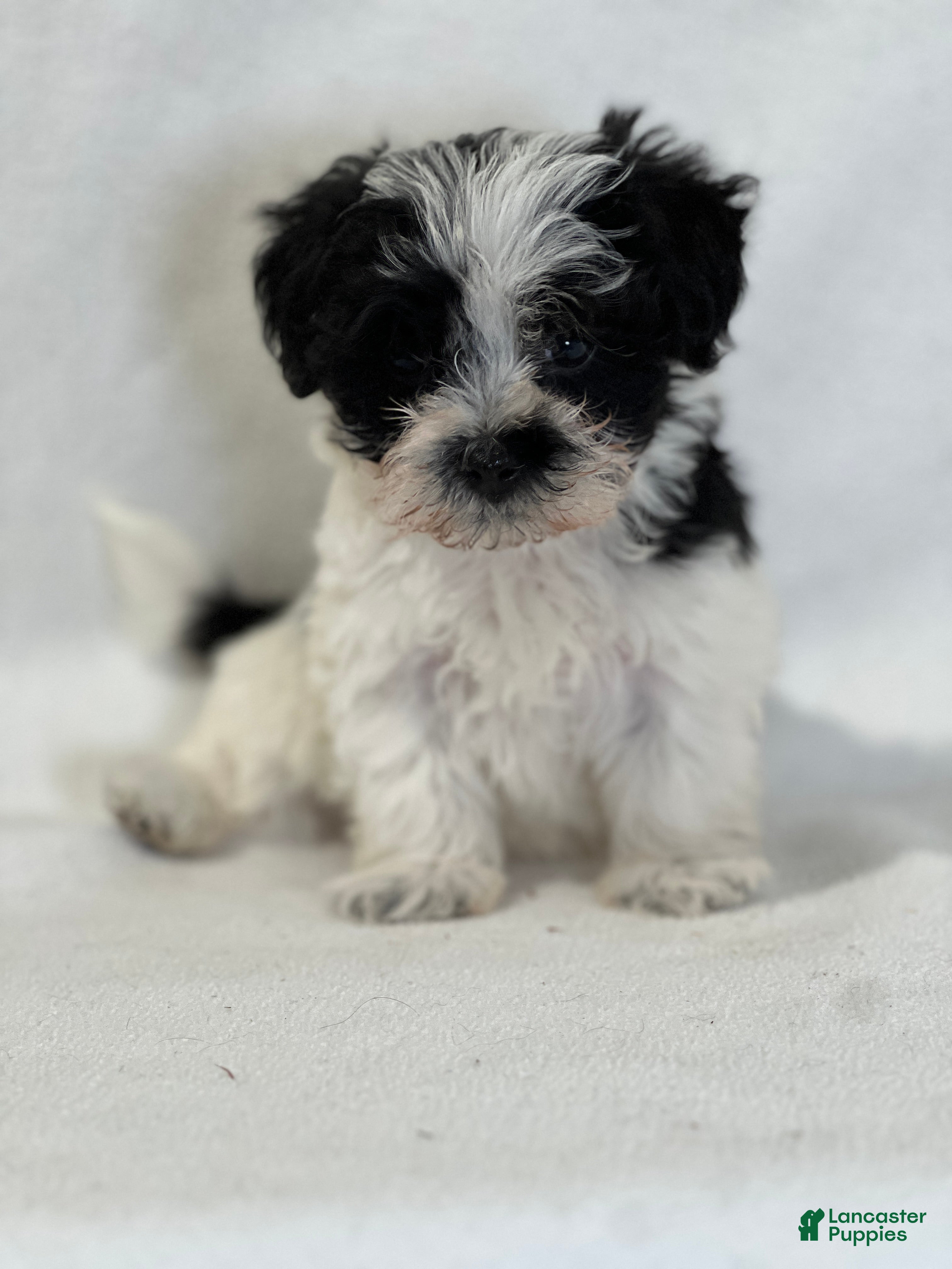 Mixed Breed dogs Henry - Ad 34