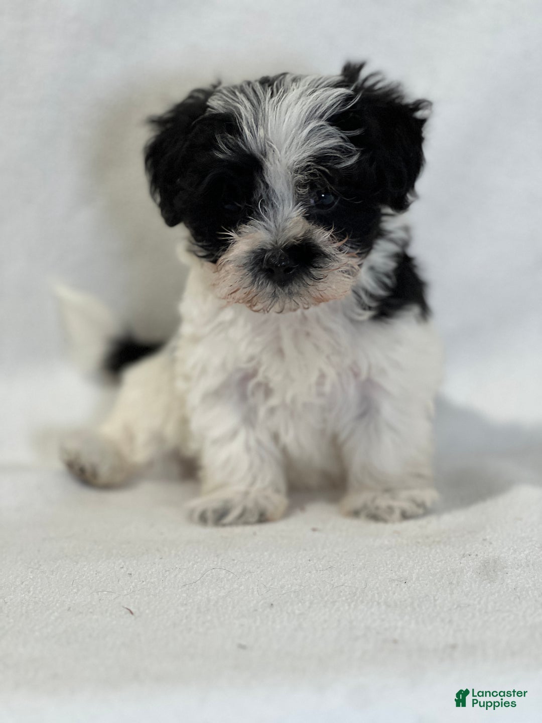 Mixed Breed dogs for sale: Henry - Ad 1