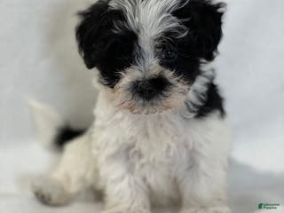 Mixed Breed dogs Henry - Ad 42