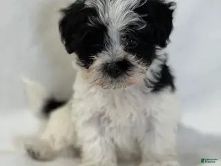 Mixed Breed dogs Henry - Ad 41