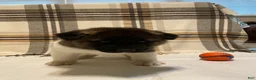 Akita dogs for sale: Thor  - Ad 5