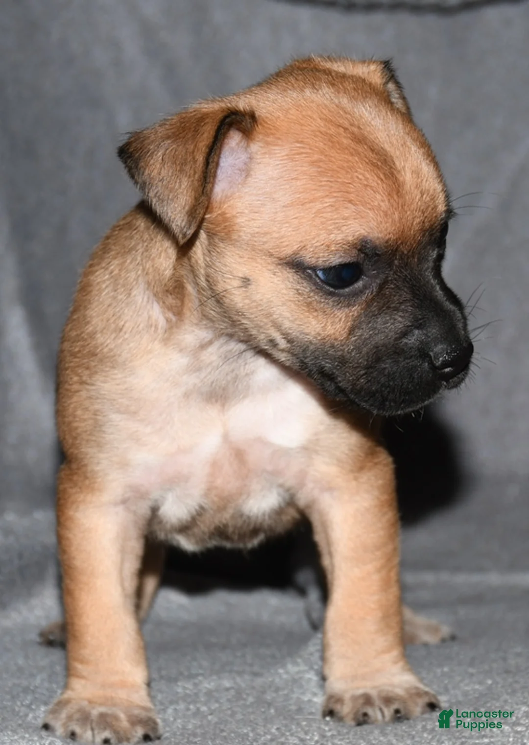 Rat Terrier dogs for sale: Wonton - Ad 2