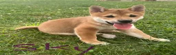 Shiba Inu dogs for sale: Sky - Ad 2