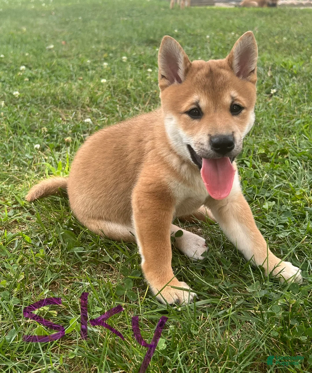 Shiba Inu dogs for sale: Sky - Ad 2