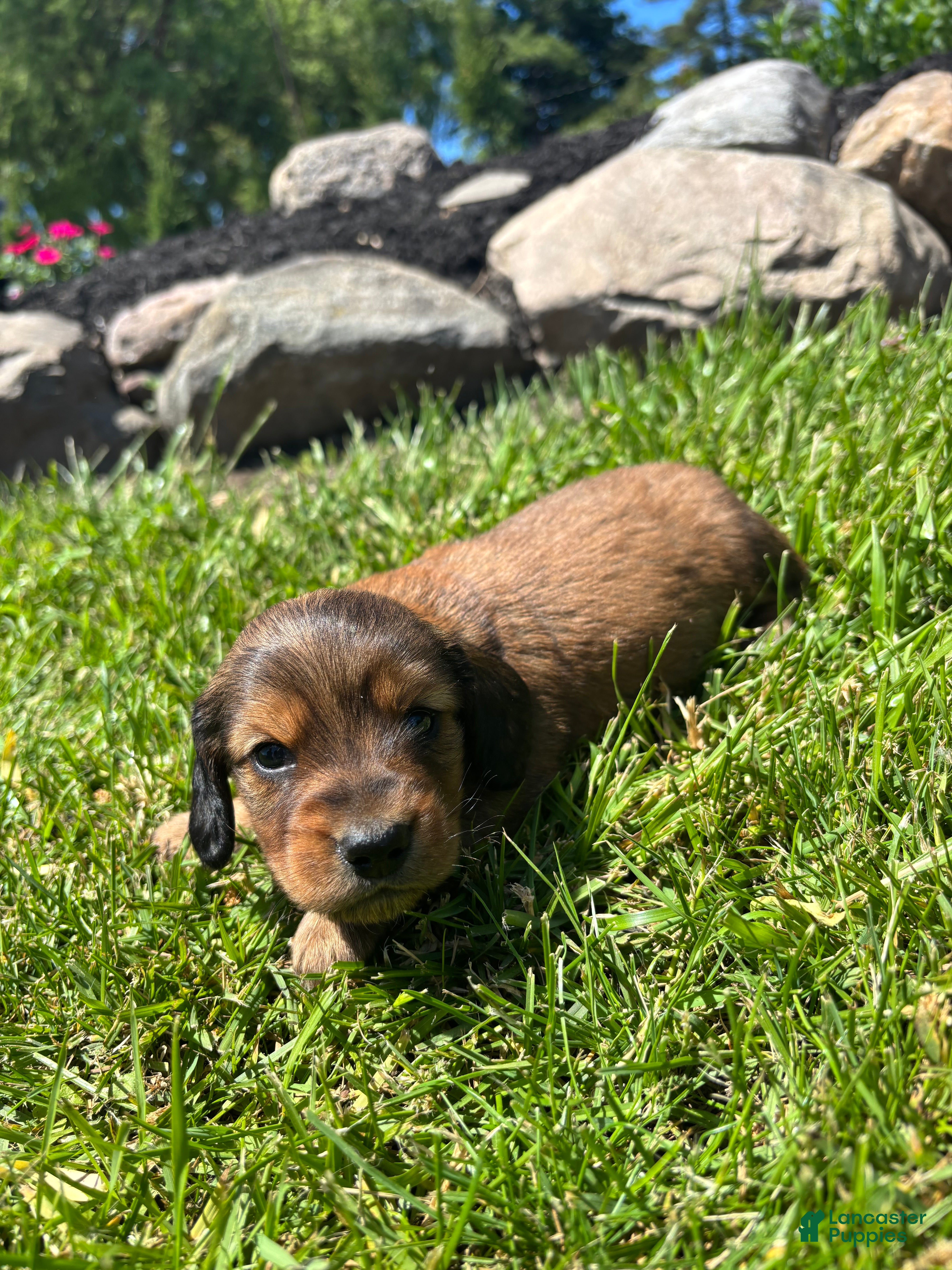 Miniature Dachshund dogs Blazer - Ad 1