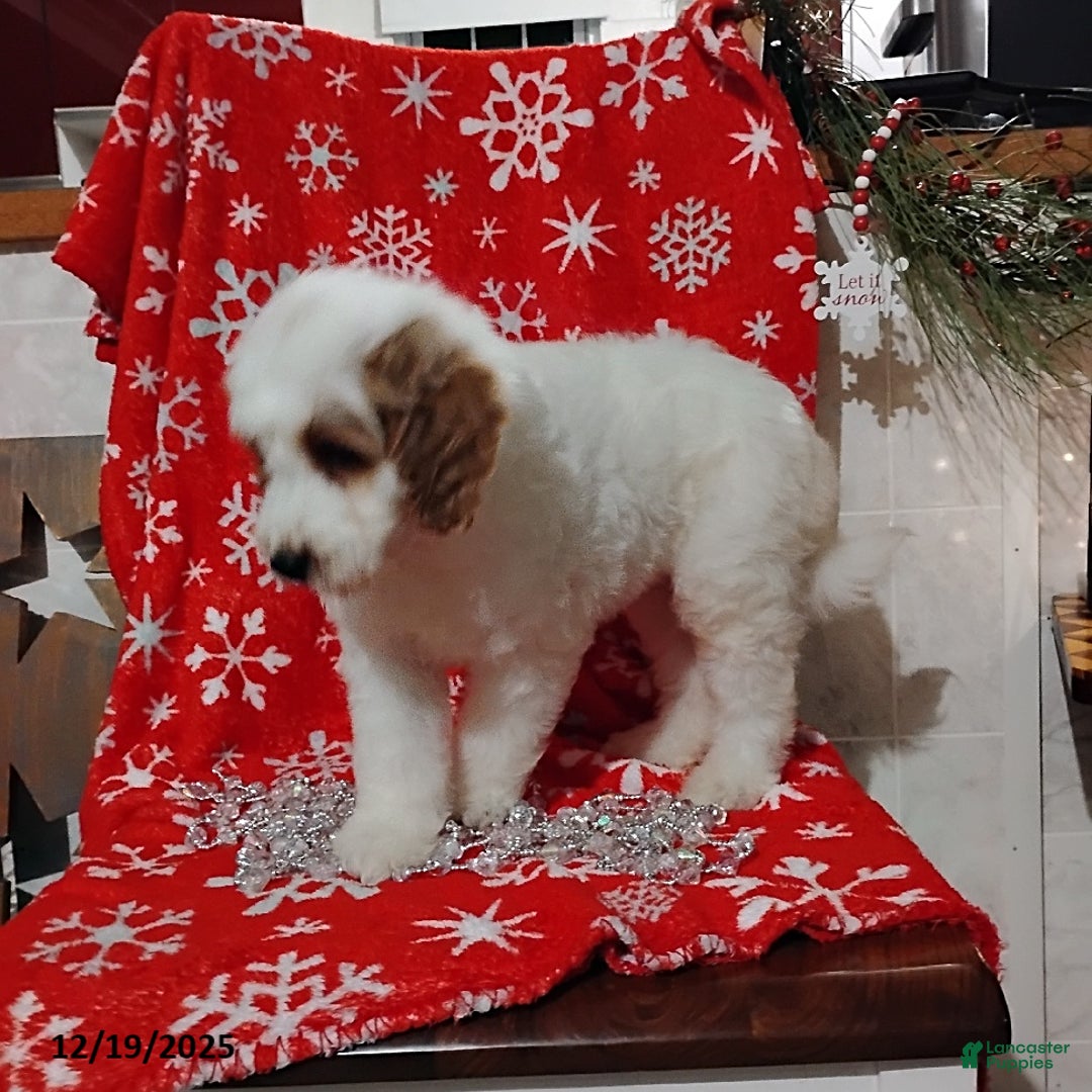 Mini Goldendoodle dogs for sale: Ronald - Ad 5