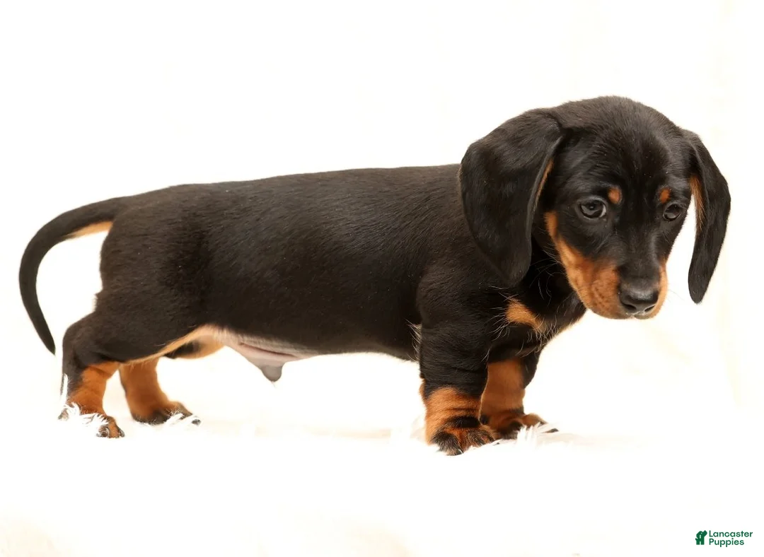Miniature Dachshund dogs for sale: Bruno - Ad 8
